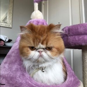 Meet your Posher, Delta